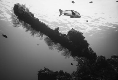 View of fish swimming in sea