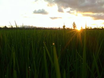 Scenic view of wheat field against sky at sunset