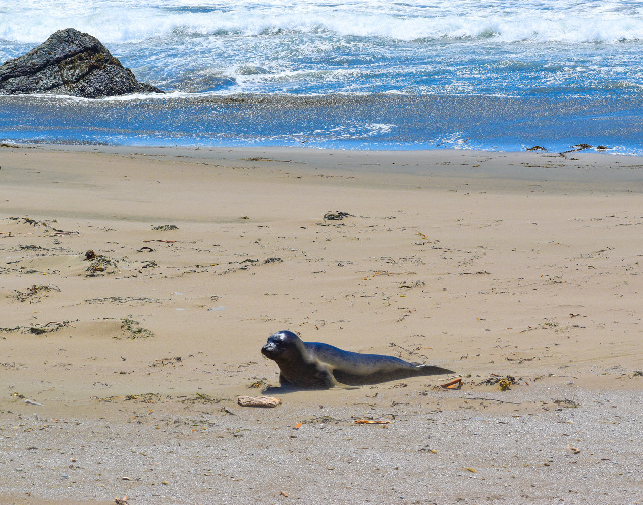 DOG LYING ON BEACH