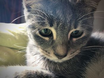 Close-up portrait of a cat