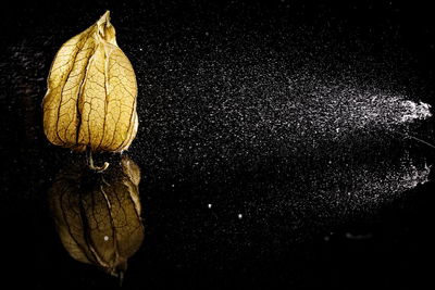 Leaf against star field at night