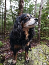 Dog looking away in forest