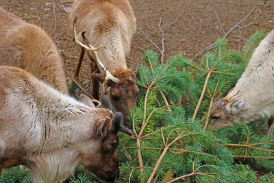 Sheep grazing in a field