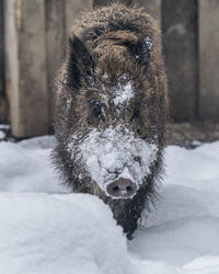 Dog on snow covered field during winter