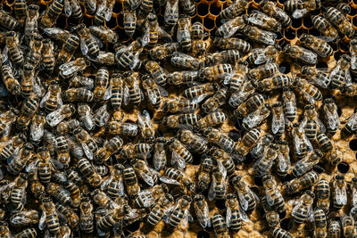 Close-up of bee pollinating