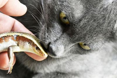 Close-up of a hand holding cat