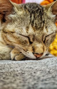 Close-up of cat sleeping