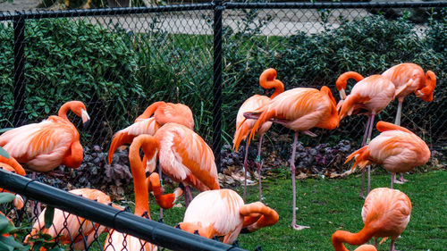 Group of birds on land