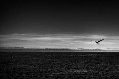 Seagull flying over a field