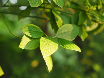 Close-up of green leaves on plant