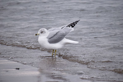 Standing seagull flapping wings