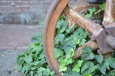 High angle view of plant