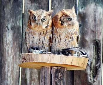 Close-up portrait of owls