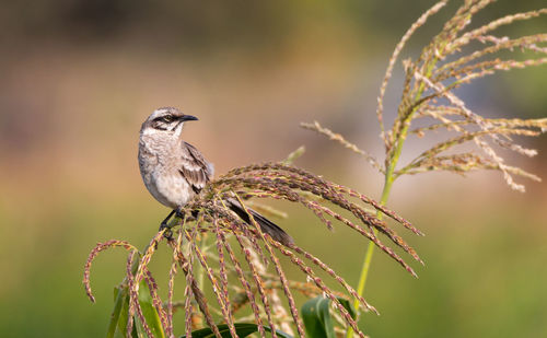 Close-up of bird perching on plant