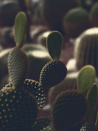 Close-up of cactus plant
