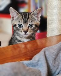 Close-up portrait of tabby cat