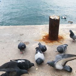 High angle view of ducks in water