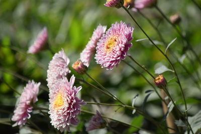 Close-up of bee on pink flower