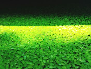 Full frame shot of water drops on grass