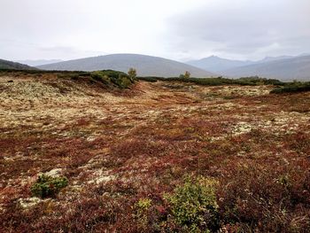 Scenic view of landscape against sky