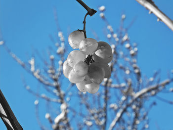 Low angle view of cherry blossom against blue sky