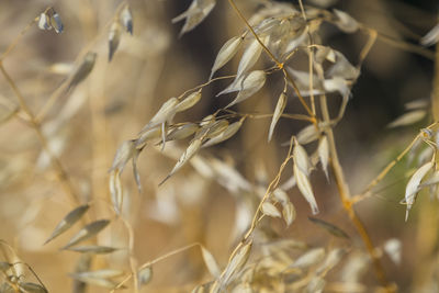 Close-up of dried plant on field