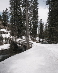 Snow covered road amidst trees in forest