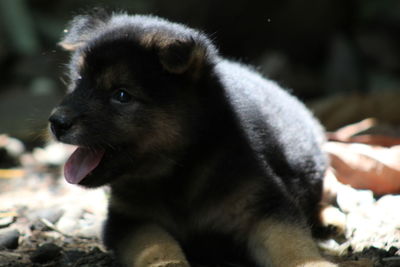 Close-up of dog looking away