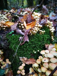 Heap of leaves on tree