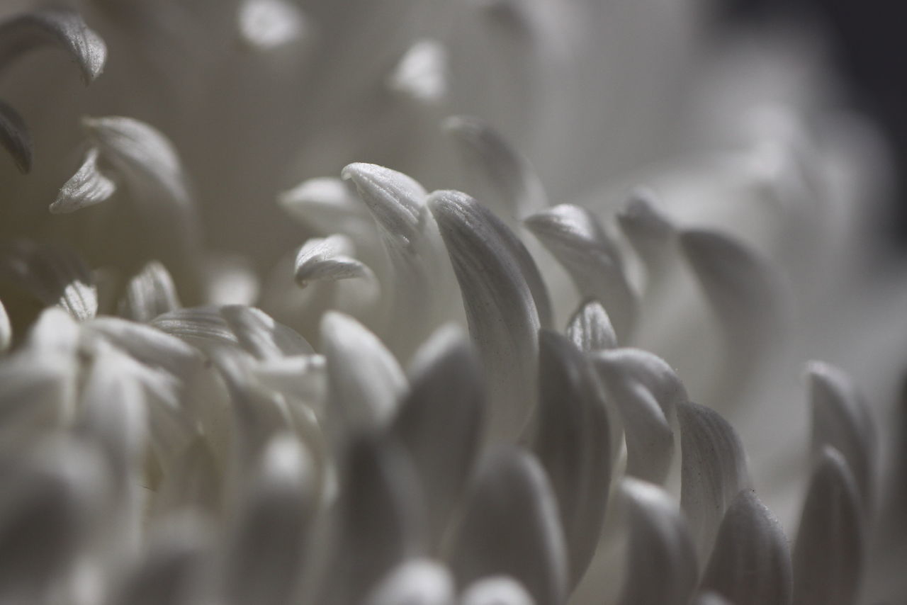 MACRO SHOT OF WHITE FLOWERING PLANTS