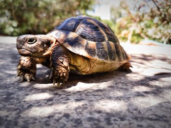 Close-up of tortoise