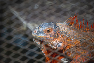 Close-up of lizard in cage