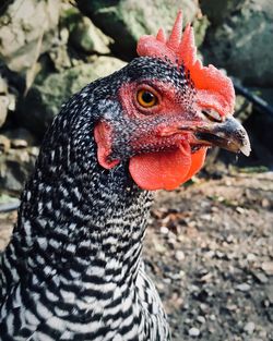 Close-up of rooster