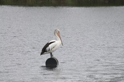 Bird perching on a lake
