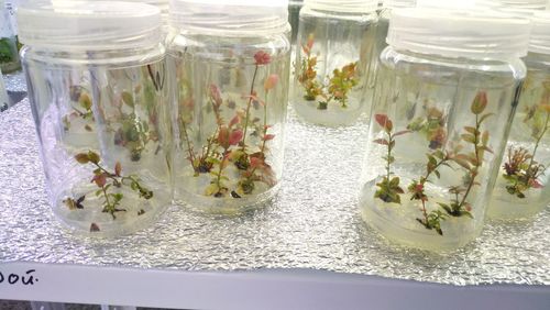 mason jar