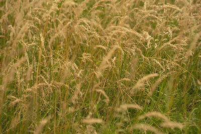 Full frame shot of wheat field