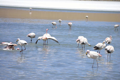 Flock of birds in lake