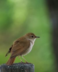 Close-up of bird perching on wooden post