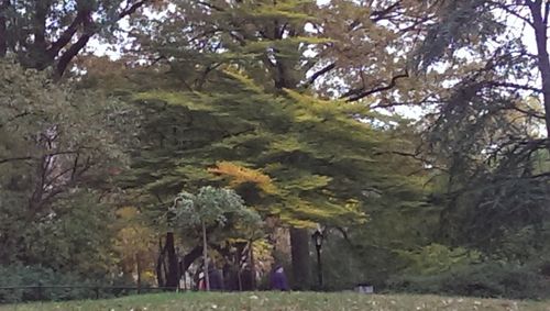 Trees in forest