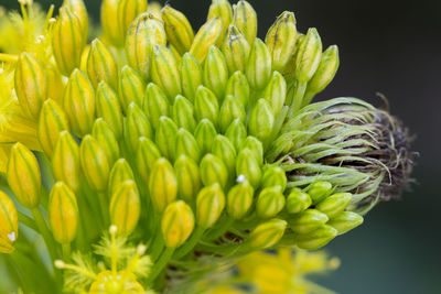 Close-up of succulent plant growing outdoors