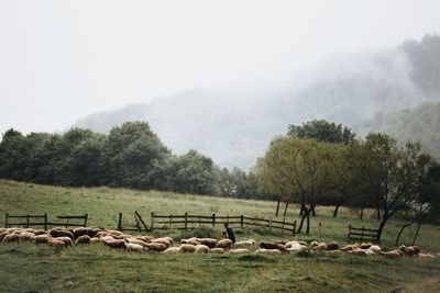 Flock of sheep grazing on field during foggy weather