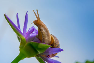 Close-up of snail on purple flower against blue sky