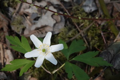 Close-up of white flowering plant