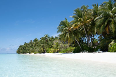 Scenic view of palm trees on beach against sky