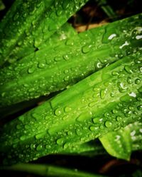 Close-up of water drops on leaf