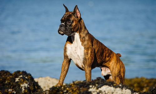 Boxer looking away while standing by lake