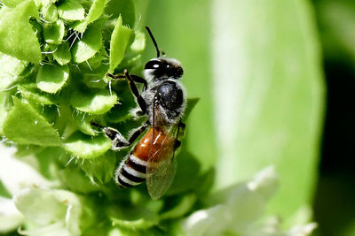 Hover fly and bee in the garden