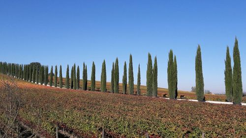 Panoramic view of trees against clear blue sky