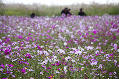 Close-up of purple crocus flowers growing in field