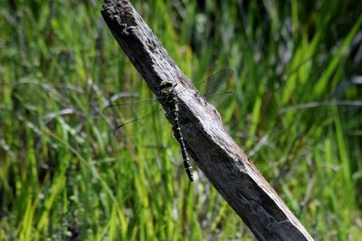 Close-up of lizard on tree trunk